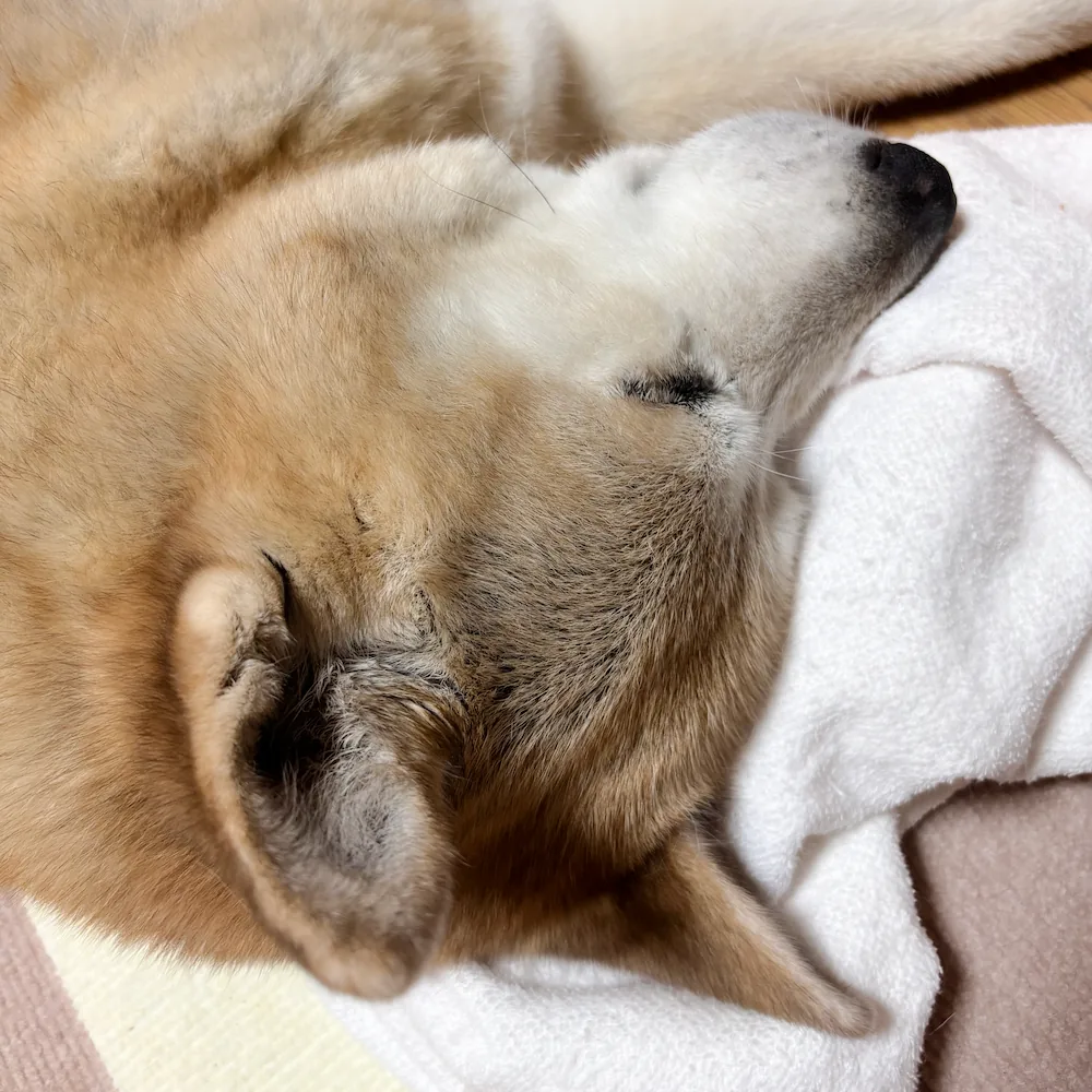 愛犬